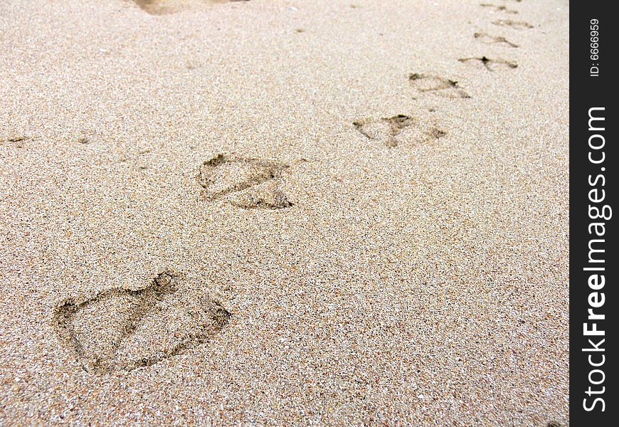 Footprint in the golden sand