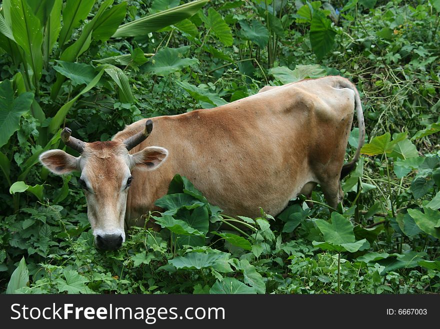 A feeding cow in the natural environment. A feeding cow in the natural environment