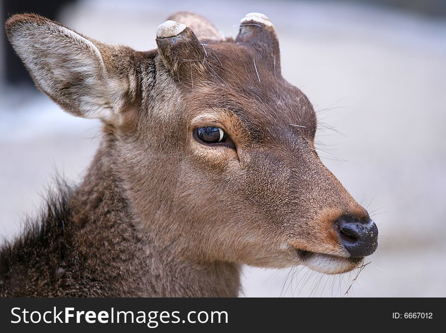 Closeup Of Deer