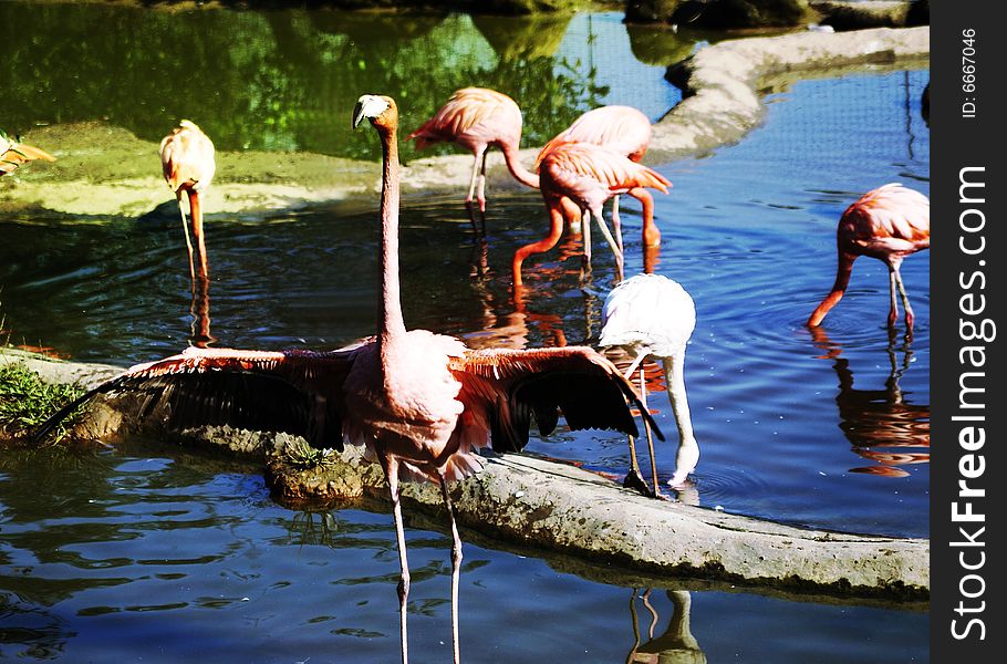 Pink flamingo