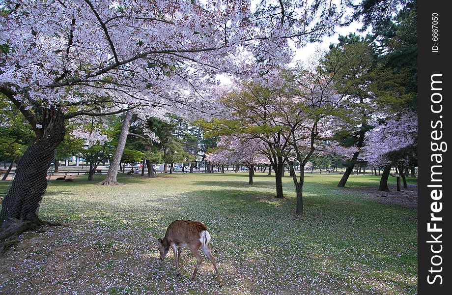 Deer walking under cherry blossom tree. Deer walking under cherry blossom tree