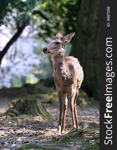 Deer standing in a forest. Deer standing in a forest