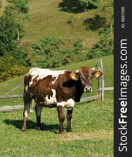 Cow husdanbry on a meadow in romanian Carpathians. Cow husdanbry on a meadow in romanian Carpathians