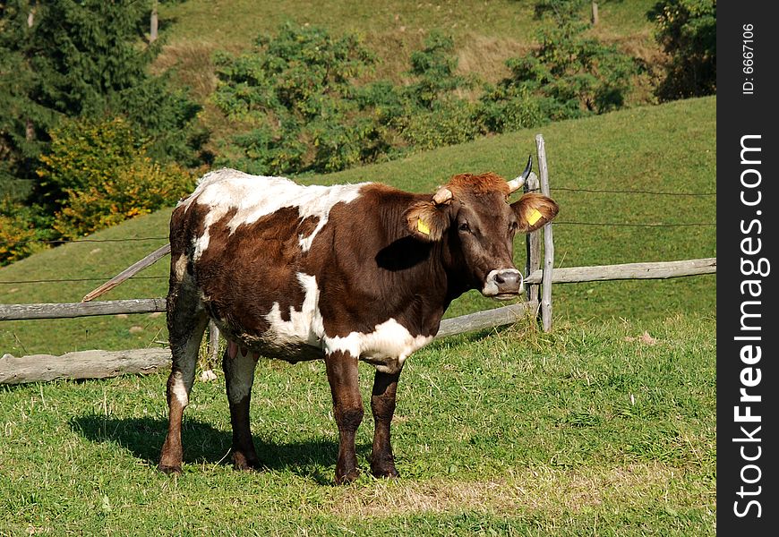 Cow on mountain pasture