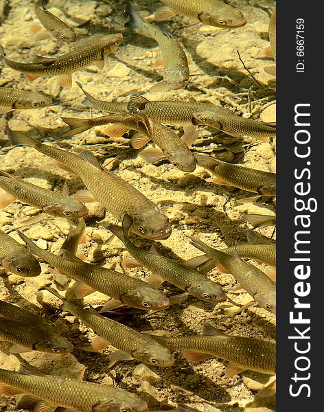 River fish in natural background- clear water of plitvice