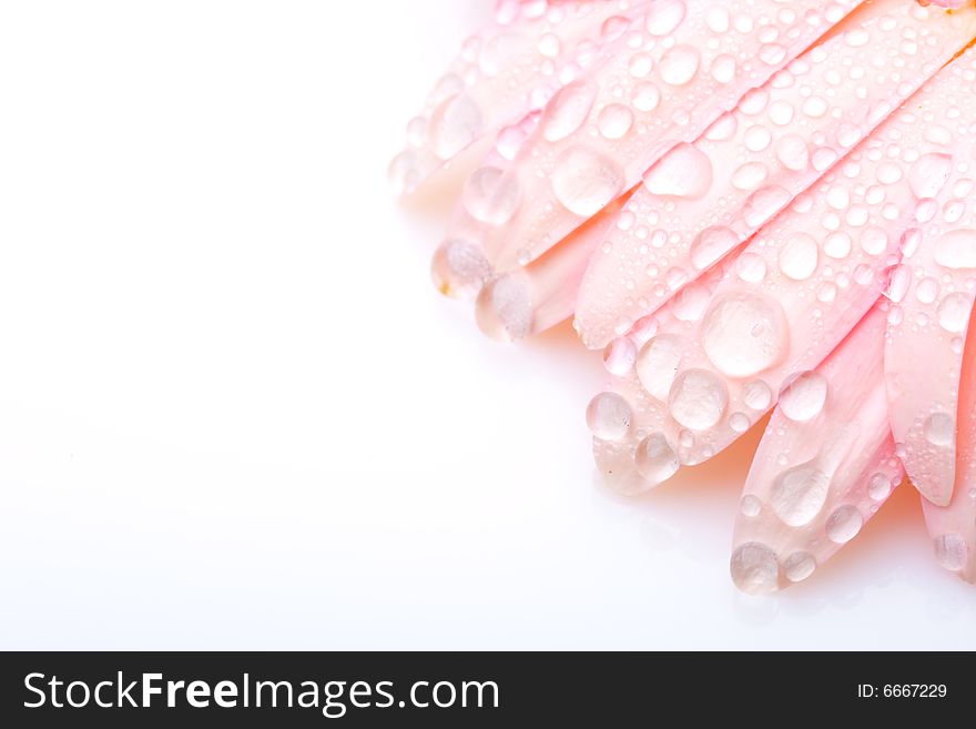 Pink Wet Petals Of Gerbera