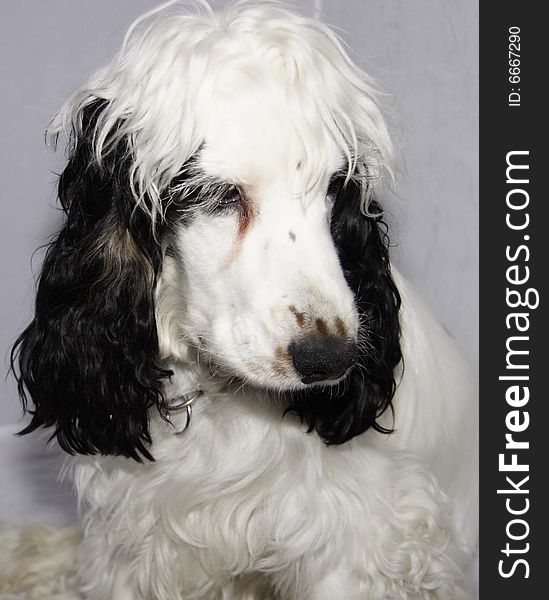 Black and white cocker spaniel against a grey background. Black and white cocker spaniel against a grey background