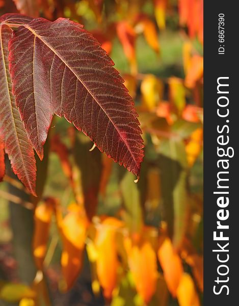 Malformation, two leaves in one with fall colors in the background. Malformation, two leaves in one with fall colors in the background