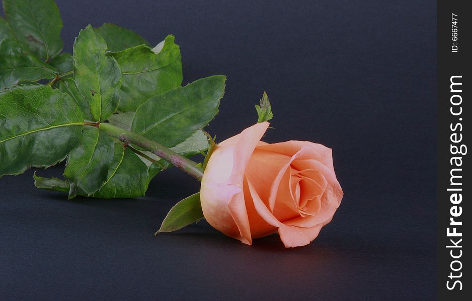 Tender rose isolated on dark background