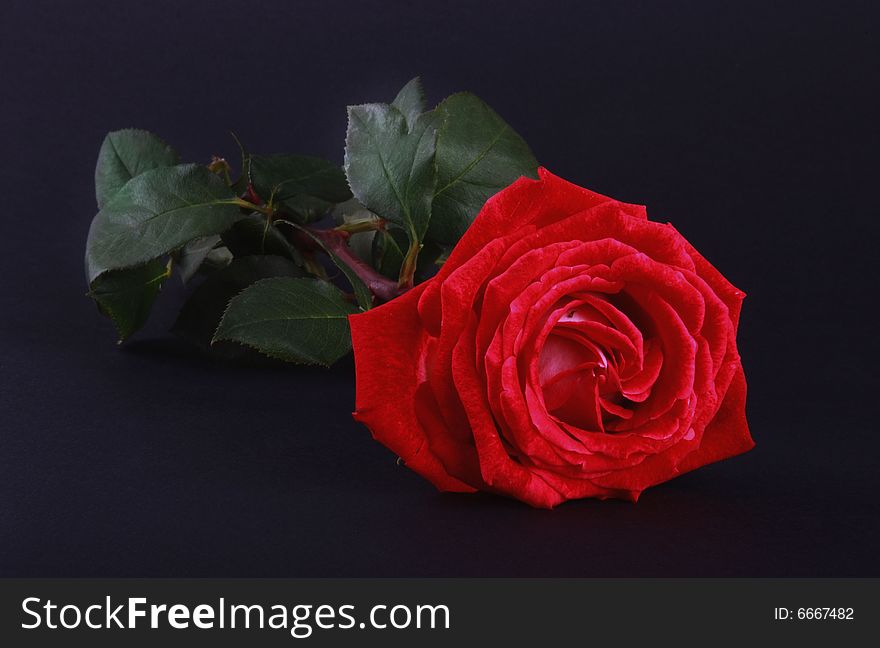 Red rose isolated on dark background