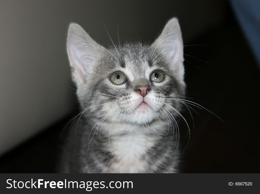 Curious kitten watching for something interesting