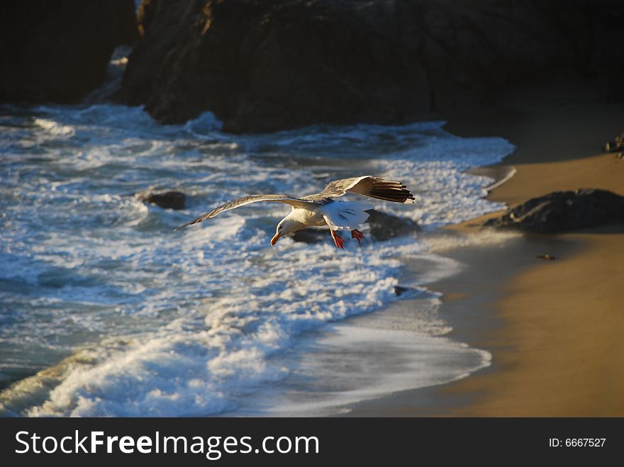 Top view of sea gull riding draft over surf and sand in setting sun at Bodega Bay, California. Top view of sea gull riding draft over surf and sand in setting sun at Bodega Bay, California