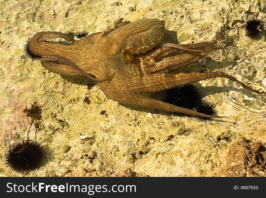 Octopus and urchins in wild near croatian coastline