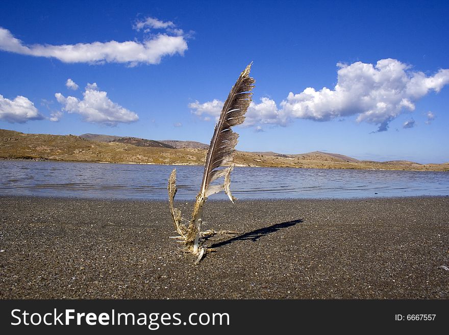 Wild Turkey feather isolated in landscape.Gokceada-2008