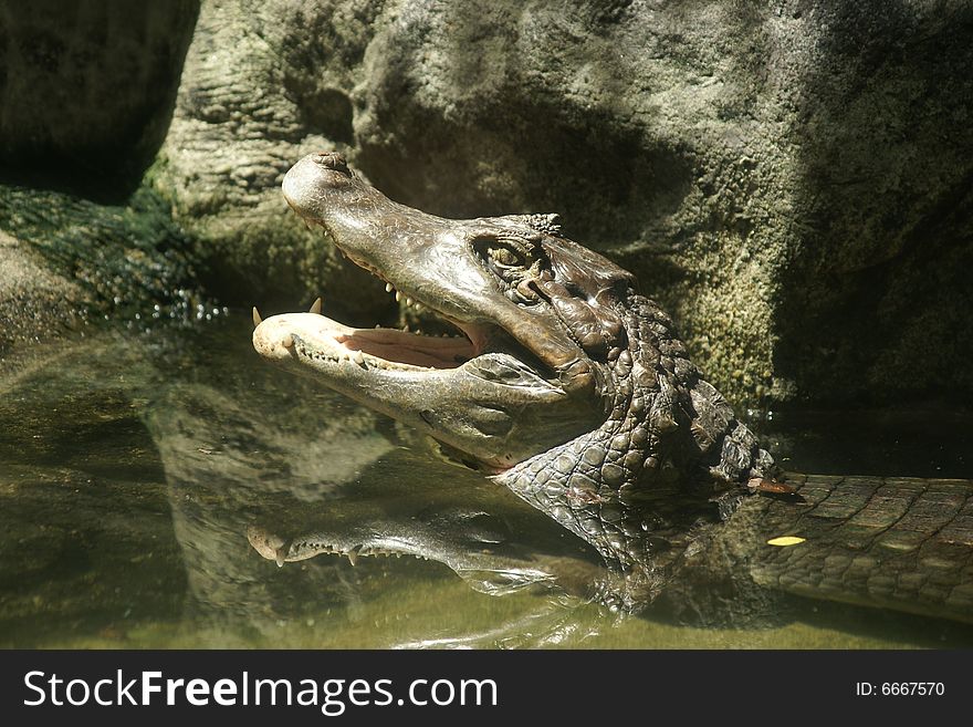 Crocodile with its mouth open in the zoo