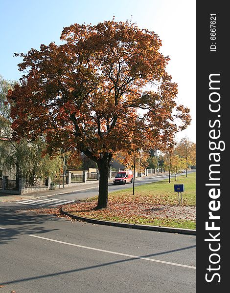 Tree in park coloured in autumn colours