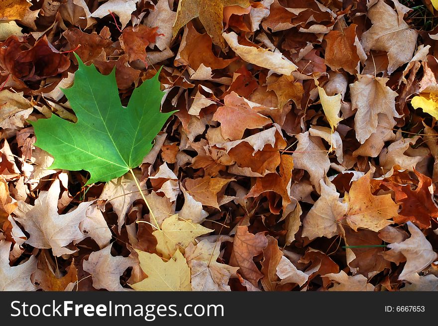 Maple Leaves background, autumn in Canada. Maple Leaves background, autumn in Canada