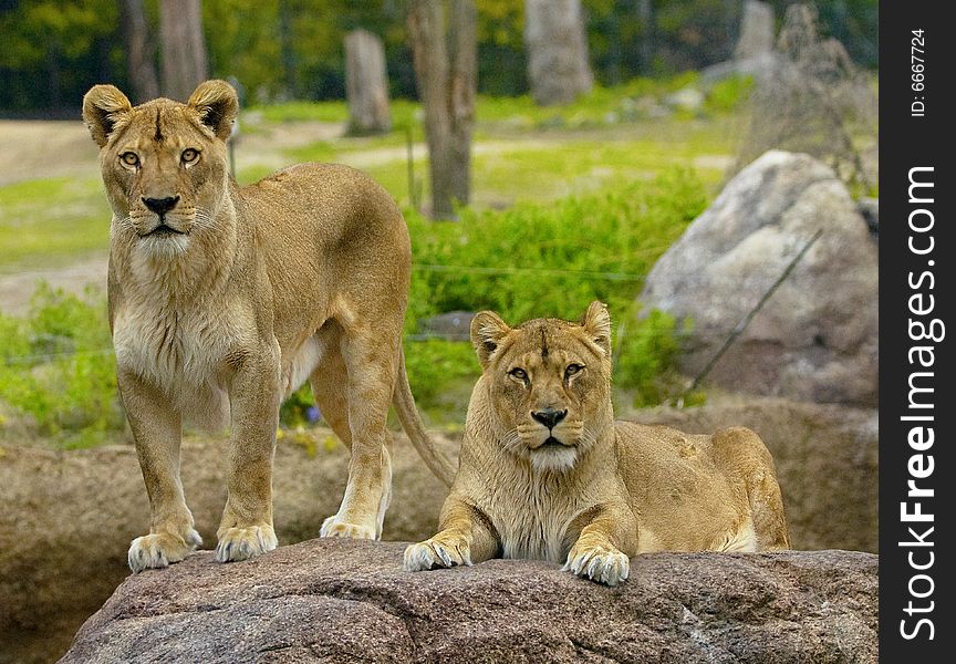 Two Lioness ' looking at camera. Two Lioness ' looking at camera