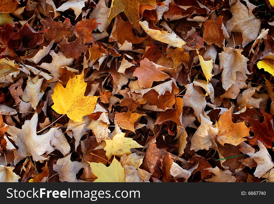 Maple Leaves background, autumn in Canada