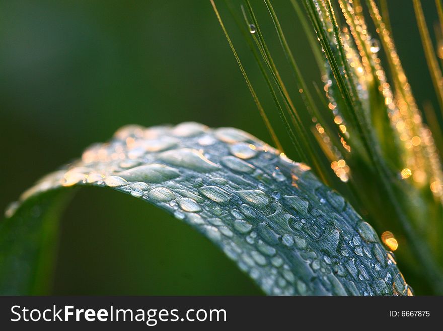 Drops on green leaf in early morning light. Drops on green leaf in early morning light