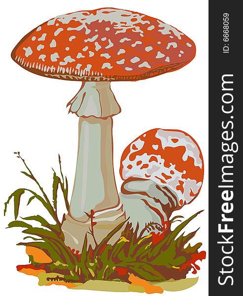 Poisonous mushroom a fly agaric-beauty and danger. It is isolated on a white background