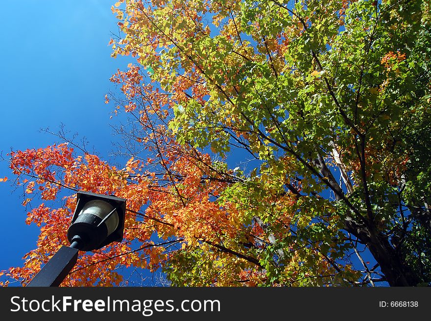 Maple Tree Branches