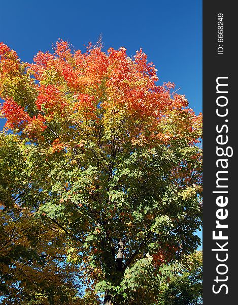 Maple tree branches background, autumn in Canada