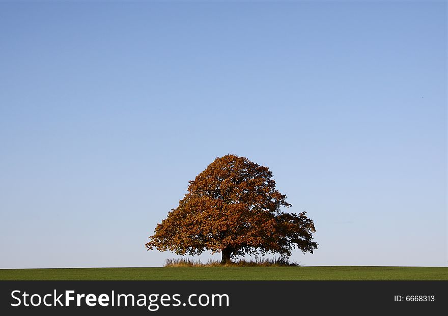 Old beautiful oak in autumn. Old beautiful oak in autumn