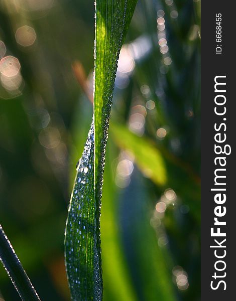 Drops on green leaf in early morning light. Drops on green leaf in early morning light