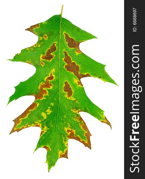 One Green Oak Leaf Is Texture Of Plant