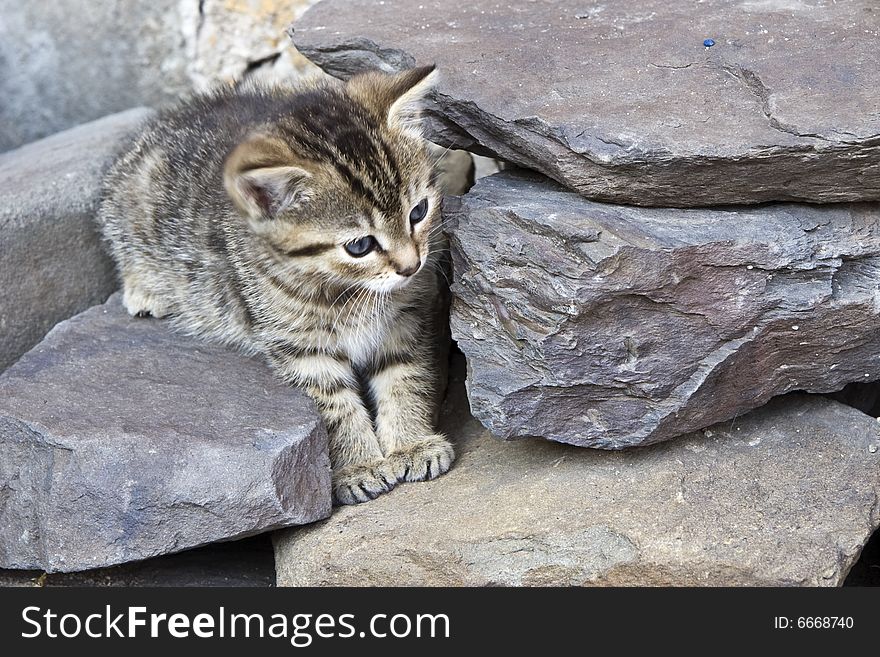 Little domestic cat with green eyes. Little domestic cat with green eyes