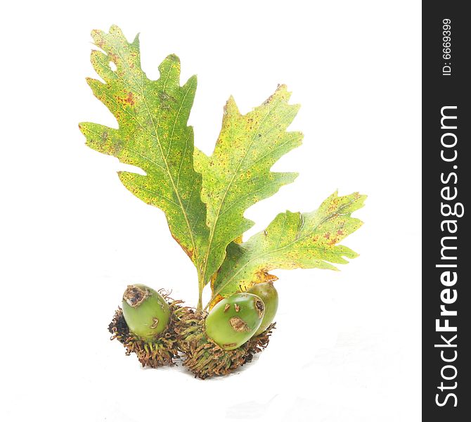 Acorns and Autumnal oak leaves. Acorns and Autumnal oak leaves