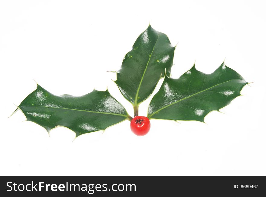 Three holly leaves and a red berry. Three holly leaves and a red berry