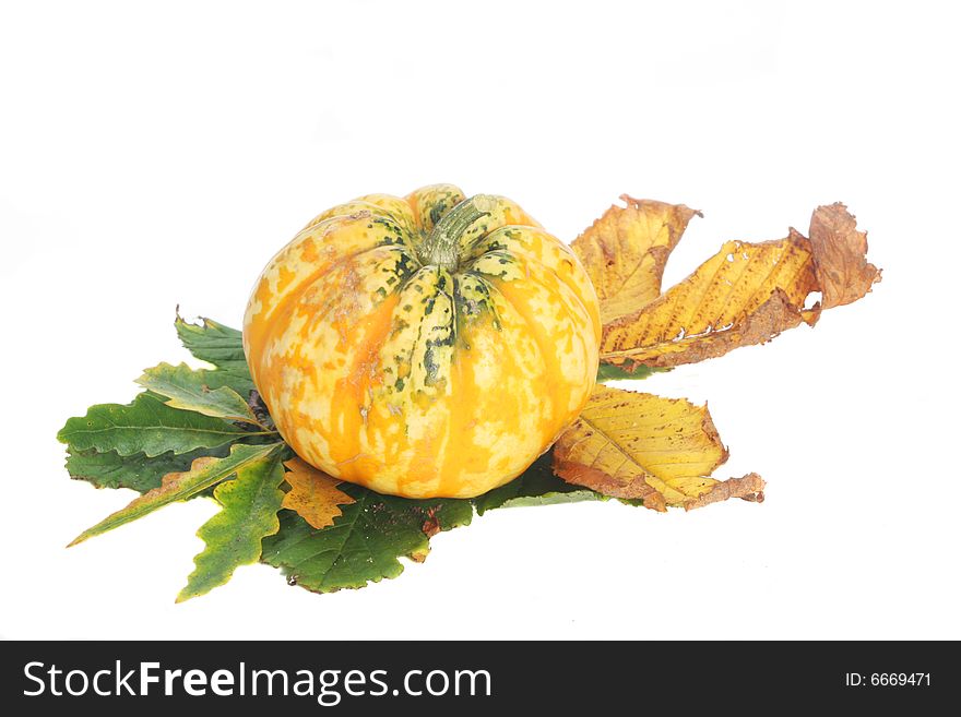 Squash on a bed of Autumnal leaves. Squash on a bed of Autumnal leaves