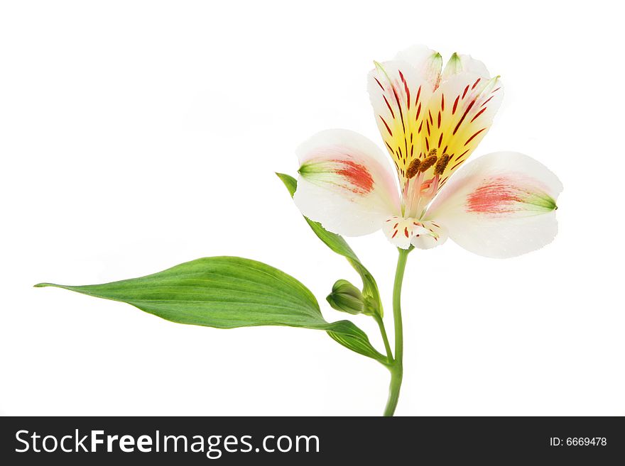 Day lilie flower leaf and bud isolated on white. Day lilie flower leaf and bud isolated on white