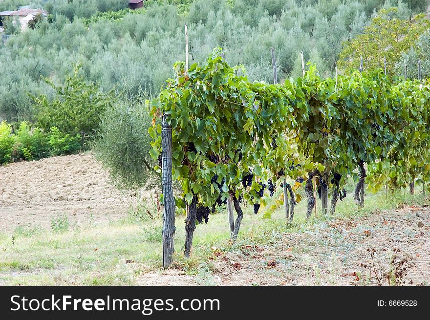 Vineyards near by San Gimigniano in Tuscany. Vineyards near by San Gimigniano in Tuscany