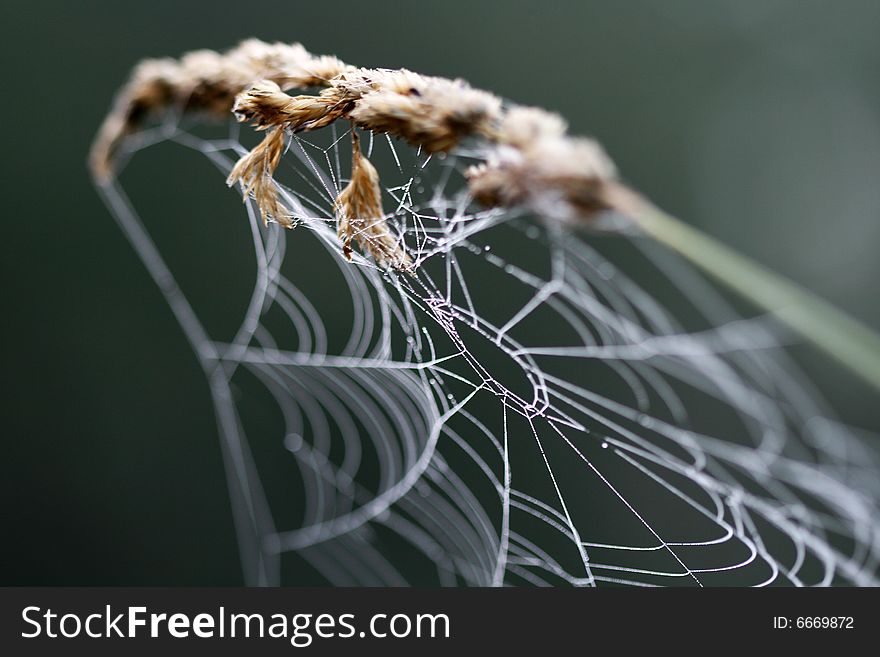 It is a cobweb on a peace of grass. It is in the morning covered by dew. It is a cobweb on a peace of grass. It is in the morning covered by dew.