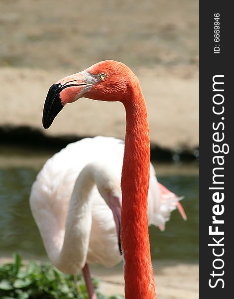 Flamingo. Head of a close up