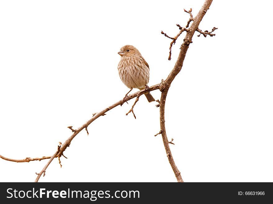 A female house finch, Haemorhous mexicanus, perches on an Oak branch.