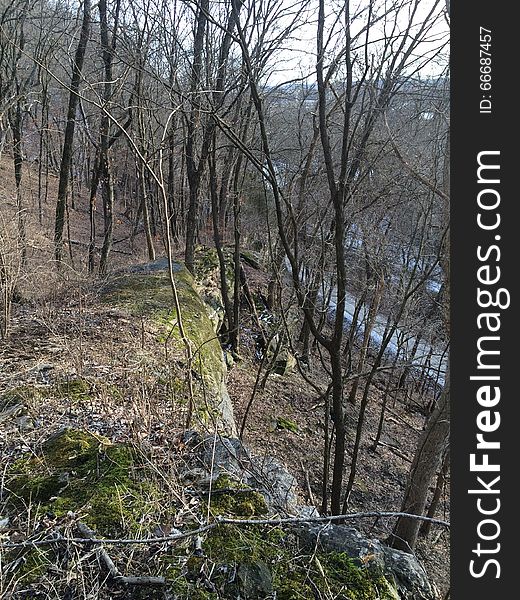 Bare trees on a Missouri bluff during the fall. Bare trees on a Missouri bluff during the fall