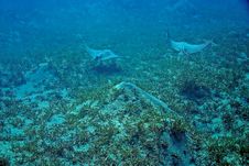 Spotted Eagle Ray (Aetobatus Narinari) Royalty Free Stock Photography Spotted Eagle Ray (Aetobatus Narinari) Royalty Free Stock Photography