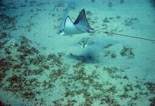 Spotted Eagle Ray (Aetobatus Narinari) Royalty Free Stock Photos Spotted Eagle Ray (Aetobatus Narinari) Royalty Free Stock Photos