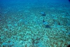 Spotted Eagle Ray (Aetobatus Narinari) Stock Photography Spotted Eagle Ray (Aetobatus Narinari) Stock Photography