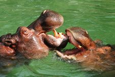 Hippos Frolicking Royalty Free Stock Photo