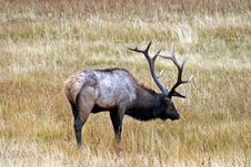 Elk Royalty Free Stock Photos