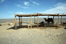 A Shed And A Camel Stock Image A Shed And A Camel Stock Image