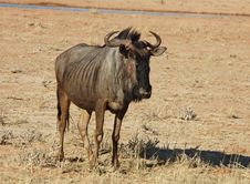 Blue Wildebeest In Africa Royalty Free Stock Photo