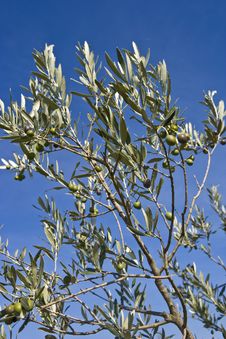 Olive S Branches Stock Photo Olive S Branches Stock Photo