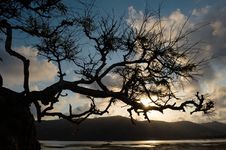 Tree Struggling To Survive At Beach In Silhouette Royalty Free Stock Photos Tree Struggling To Survive At Beach In Silhouette Royalty Free Stock Photos