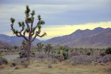Joshua Tree National Park Royalty Free Stock Image Joshua Tree National Park Royalty Free Stock Image